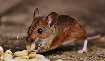 24 Hour & Emergency Exterminators in Eaton Park, FL